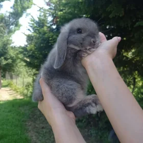 Króliczki Mini Lop 