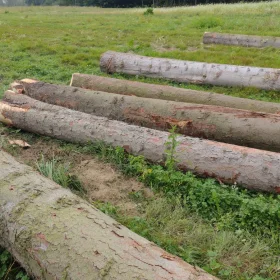 Świerk - drzewo tartaczne do sprzedania 6m sześciennych